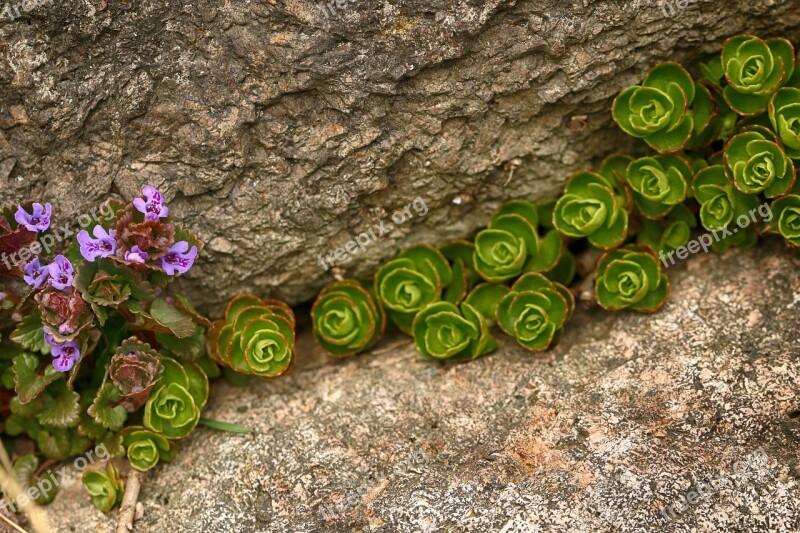 Flower Rock Wall Nature Stone