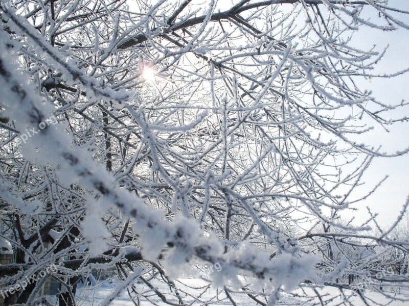 Snow Leann Frost Winter Tree