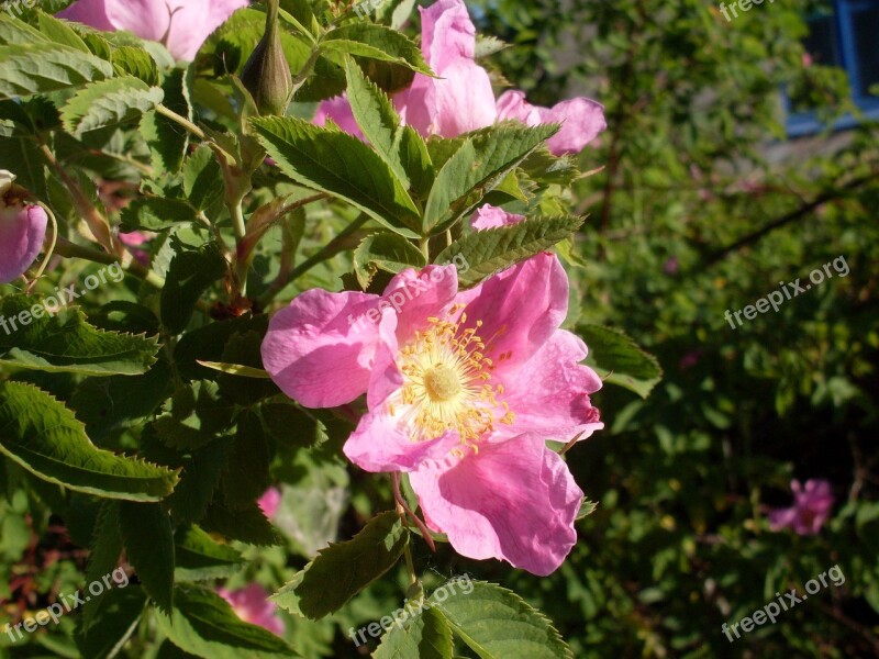 Morning Pink Rose Hip Green Free Photos