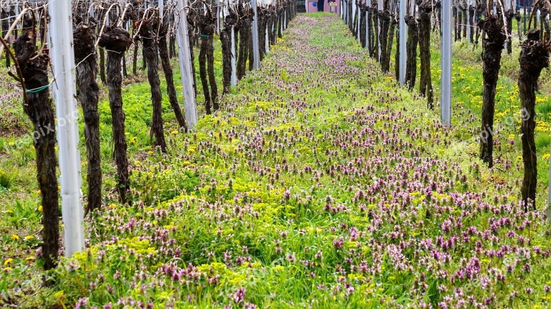 Vineyard Wingert Vines Winegrowing Vine