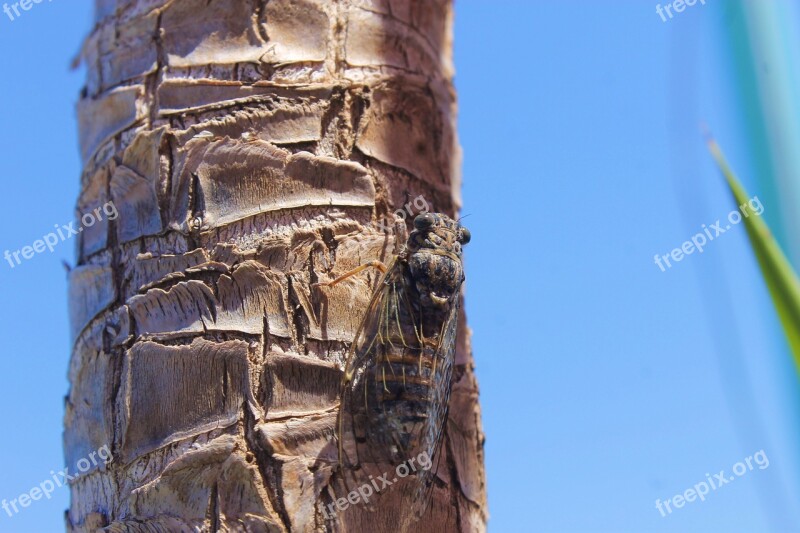 Fly Grasshopper Insect Log Summer