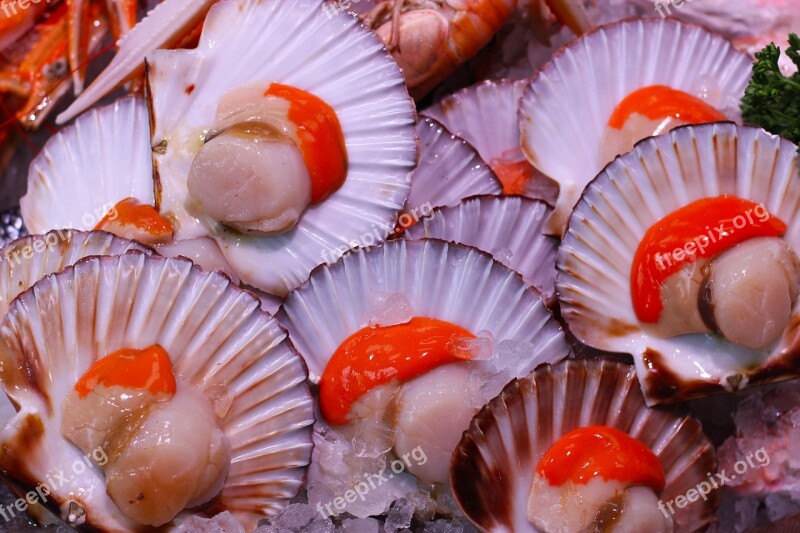 Scallops Seafood Food Shellfish Fresh