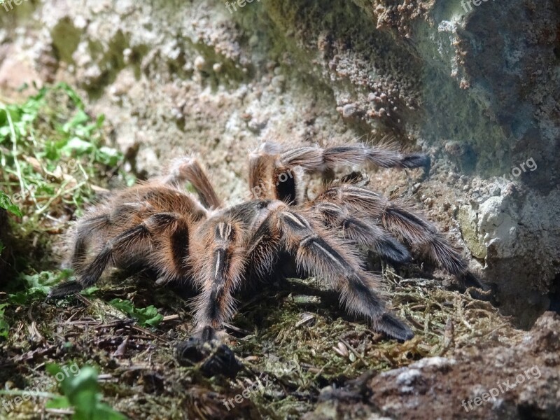 Tarantula Spider Creepy Phobia Hairy