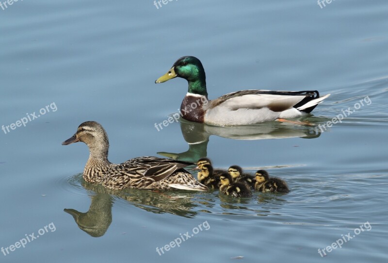 Family Mallard Ducklings Water Wildlife