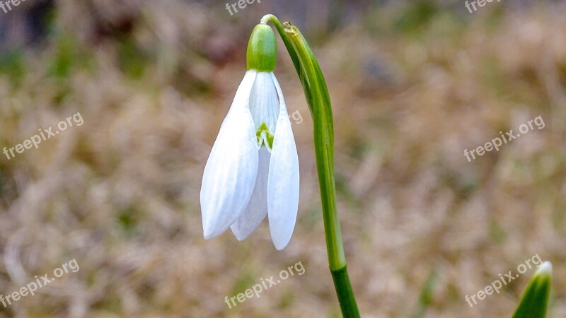 Snowdrop Spring Nature Flowers Garden