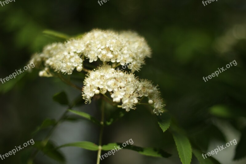 Nature Tree Rowan Flowers Sheet