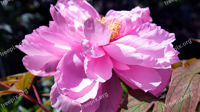 Flower Peony Peonies Garden Nature