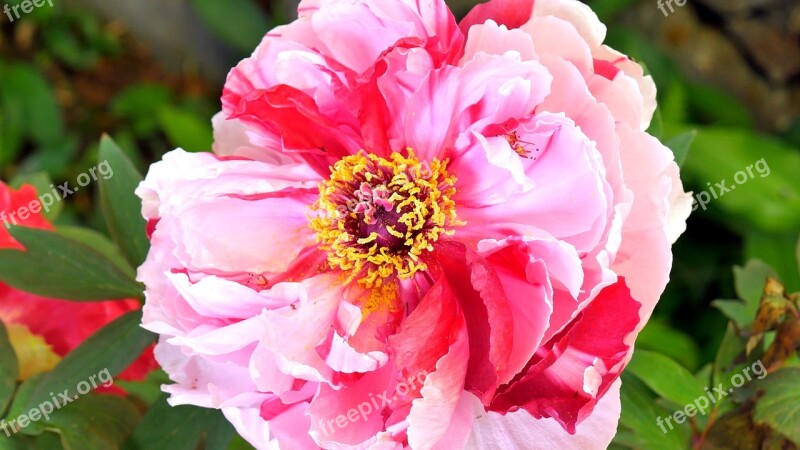 Flower Peony Peonies Garden Nature