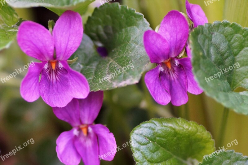 Violet Pink Non-traditional Garden Spring