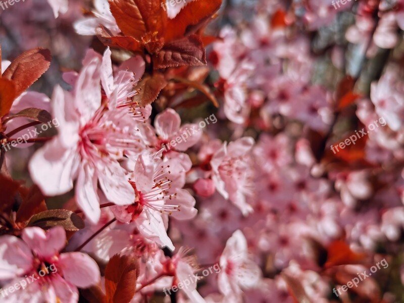 Cherry Blossom Japan Tree Free Photos