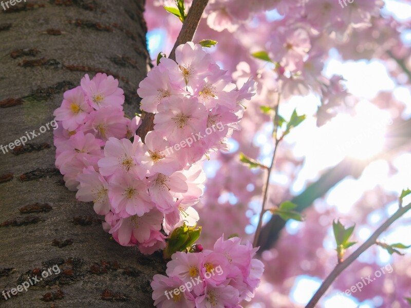 Sakura Cherry Blossom Bloom Spring