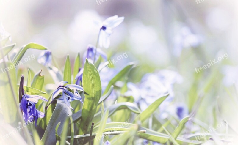 Flower Meadow Bluebell Grass Flowers Plant