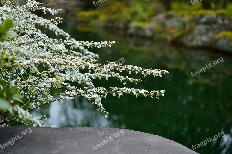 Natural Flowers Landscape Japan Spring