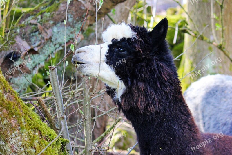 Alpaca Black Animal Mammal Fluffy