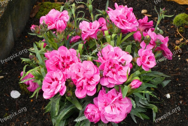 Garden Plant Bloom Spring Blossom Vegetable