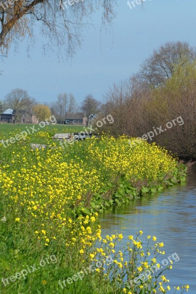 Rapeseed Spring Ditch Bloom Landscape