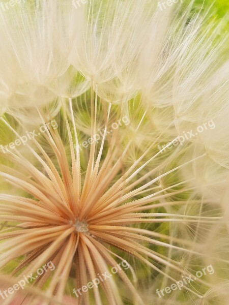 Dandelion Nature Close-up Flower Free Photos