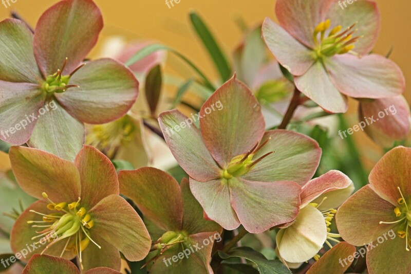 Christmas Rose Winterblueher Anemone Blanda Blossom Bloom