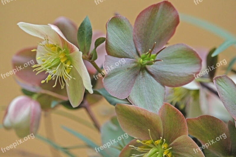 Christmas Rose Winterblueher Anemone Blanda Blossom Bloom