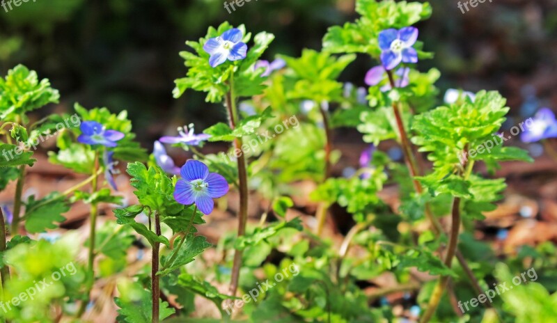 Wild Herb Weed Pointed Flower Grassland Plants Spring