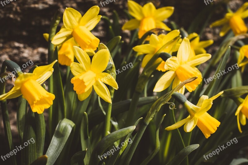 Daffodils Flowers Yellow Spring Easter