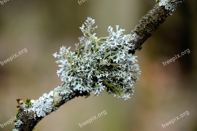 Lichen Tree Braid Branch Bark Tree Bark