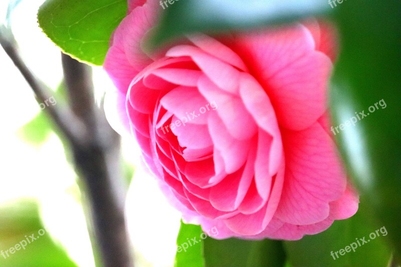 Flowers Pink Camellia Spring Flowers Plant