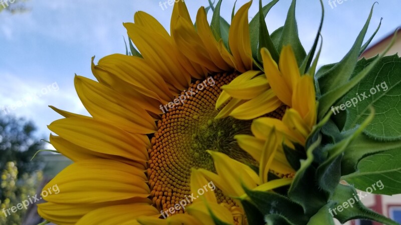 Summer Flower Yellow Flower Sunflower Garden Bloom