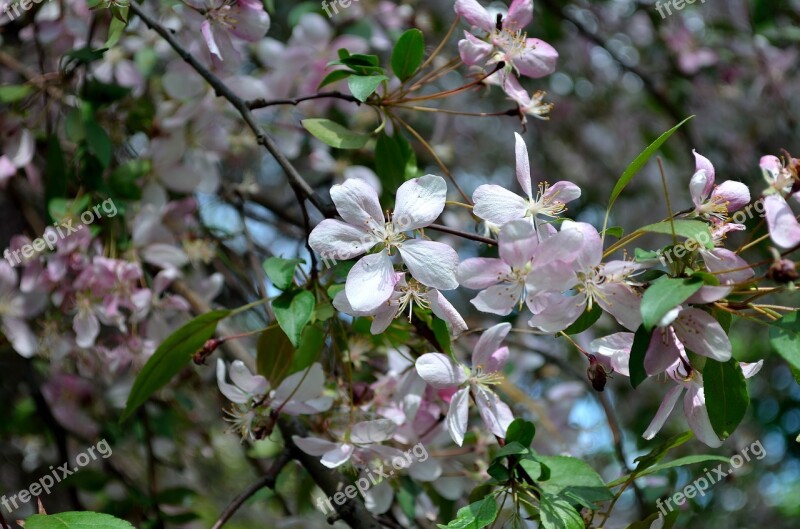 Spring Bloom Apple Tree White Garden