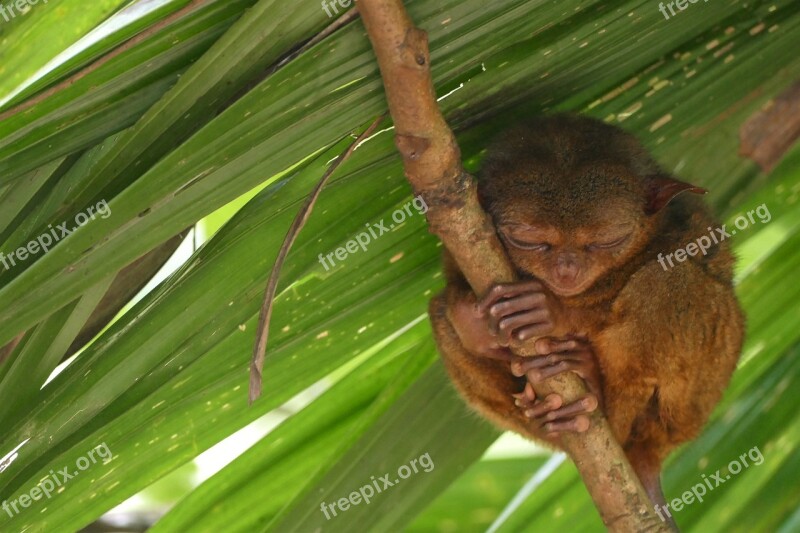 Animal Tarsier Bohol Philippines Eyes