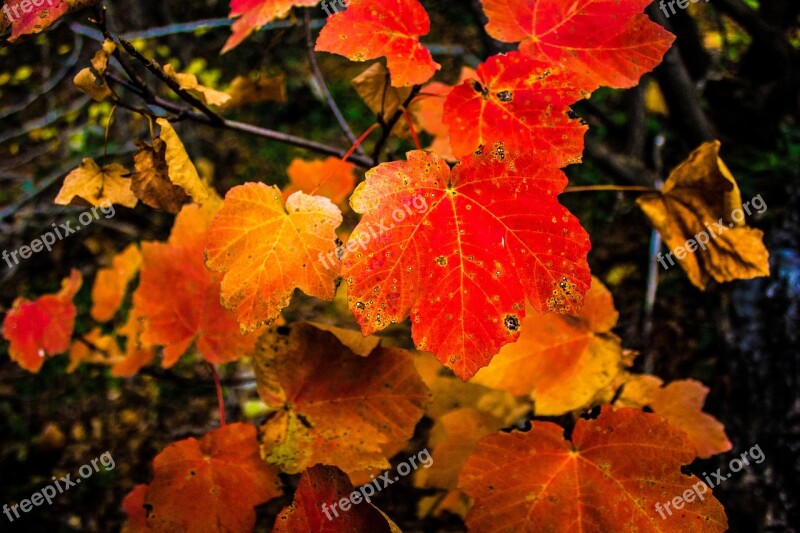 Nature Landscape Forest Leaves Free Photos