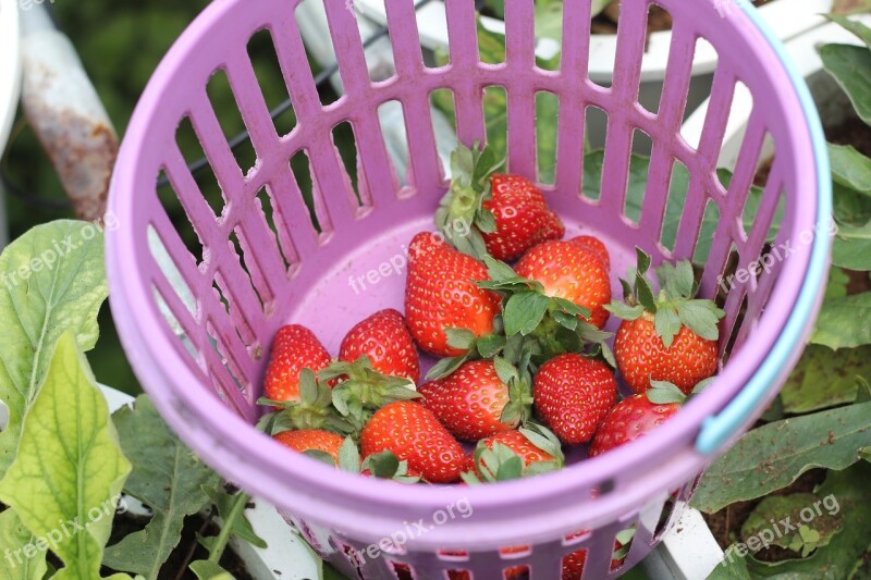 Strawberry Basket Red Food Fruit