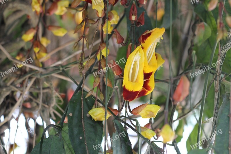 Orchid Hang Garden Nature Flora