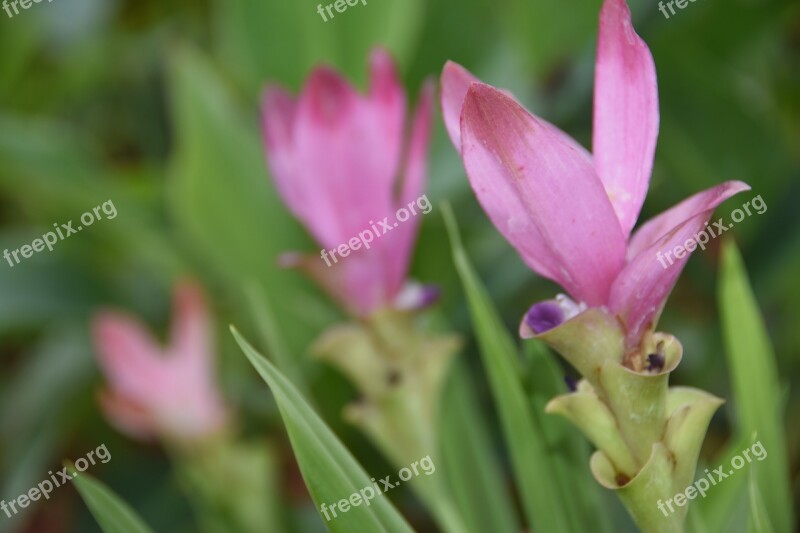 Siam Tulip Flower Pink Flower Curcuma Free Photos