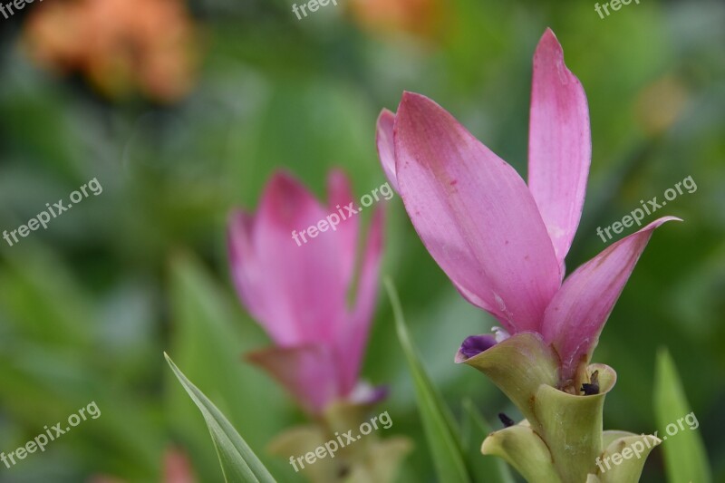 Siam Tulip Flower Pink Flower Curcuma Free Photos