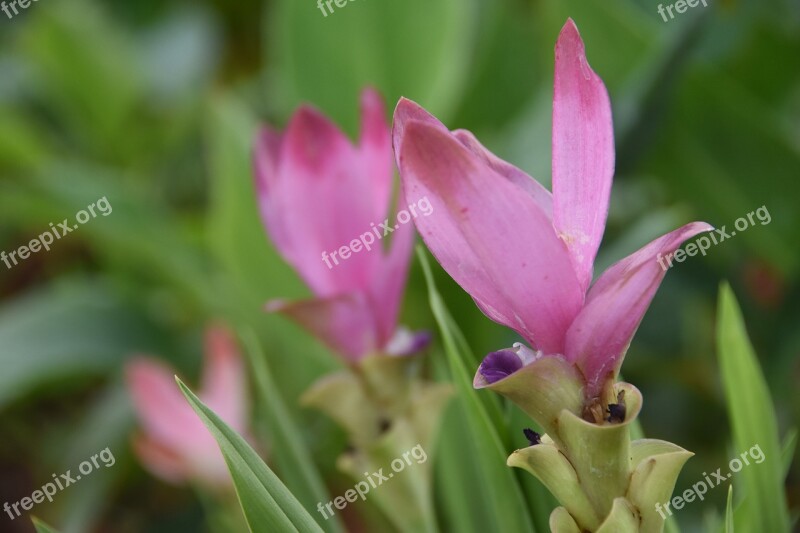 Siam Tulip Flower Pink Flower Curcuma Free Photos