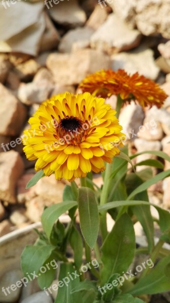 Flower Flower Wallpaper Yellow Yellow Flowers Flower With Leafs