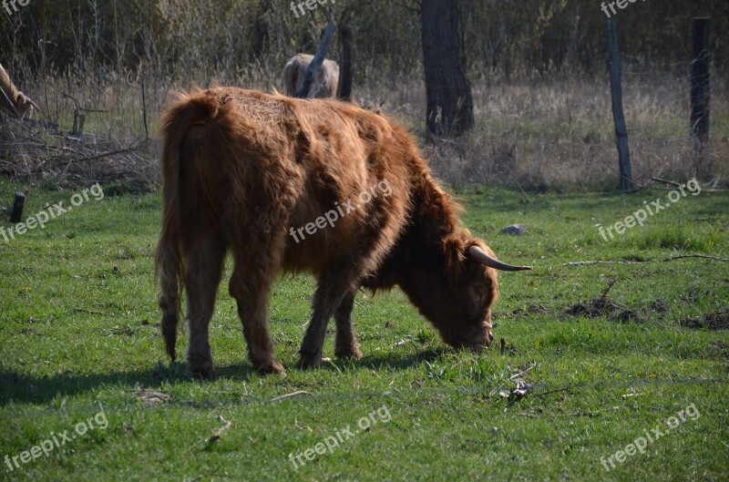 Cows Nature Spring Cattle Animals