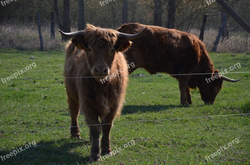 Cows Nature Spring Cattle Animals