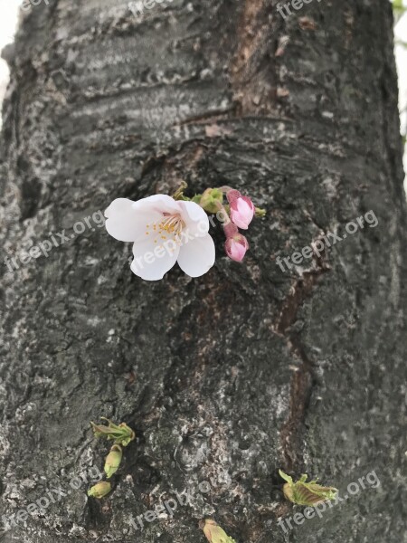 Cherry Blossoms Blossom Spring Pink Nature