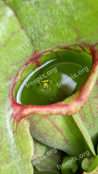 Wasp Carnivore Green Plant Nature