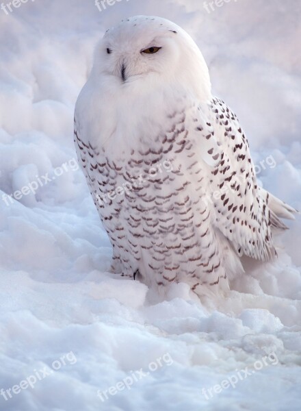 White Snowy Owl Bird Of Prey Nature Snow