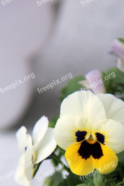 Pansy Flower Spring Blossom Bloom