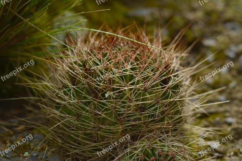 Cactus Nature Plant Botany Natural