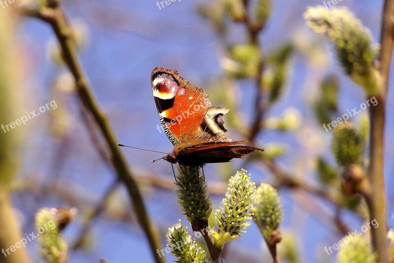 Butterfly Inachis Painted Peacock Varicoloured Colored