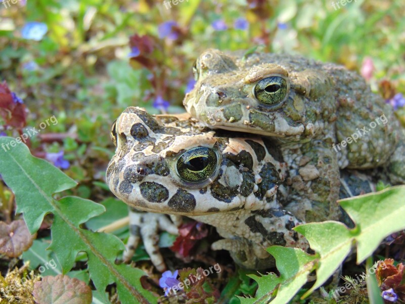 Frog Spring Nature Green Mating