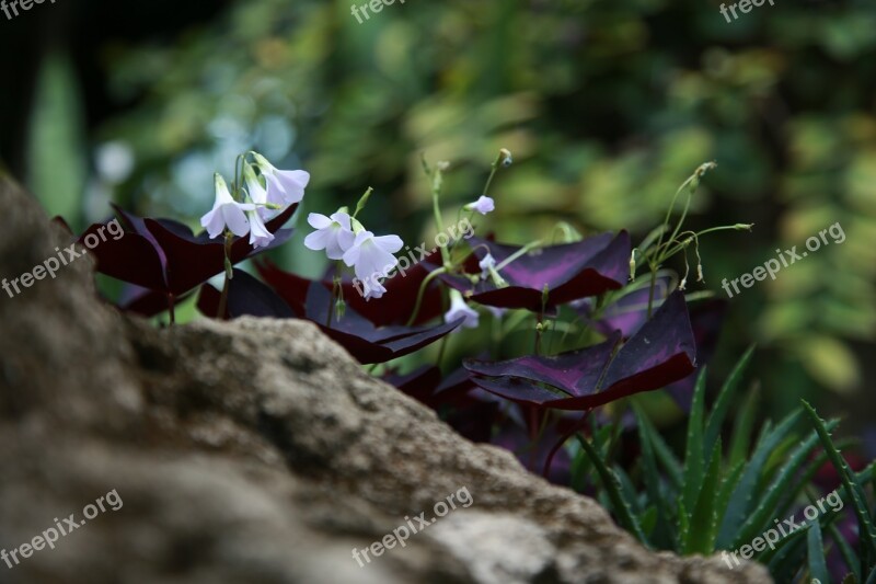 Wildflower Flowers Plants Petal Nature