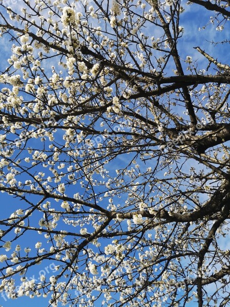 Spring Season Nature White Cherry Blossom Blossom Blooming