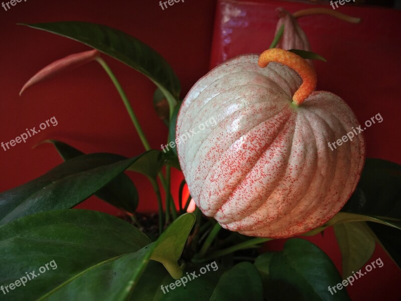 White Flower Ribbing White Plant Rare Flower