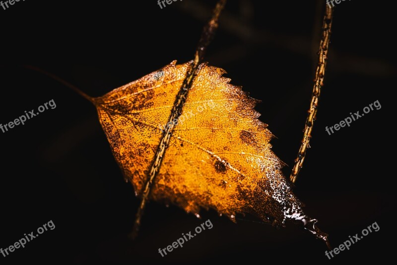 Birch Leaf Withered Wet Autumn Nature